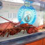 Inicia captura de Langosta en Baja California