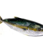 La Pesca de Jurel deja una derrama