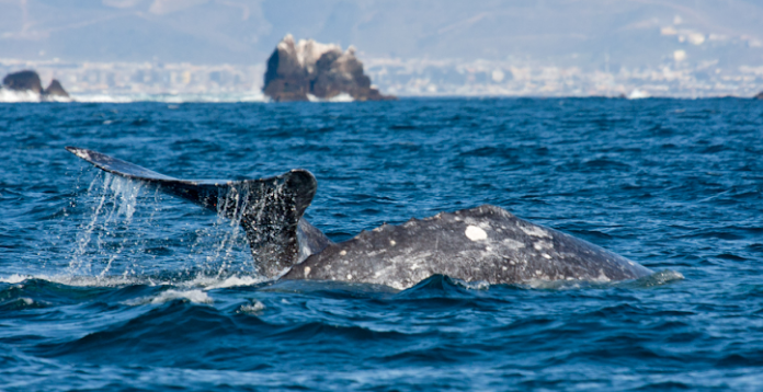 Promueven avistamiento de ballenas en Bahía Todos Santos