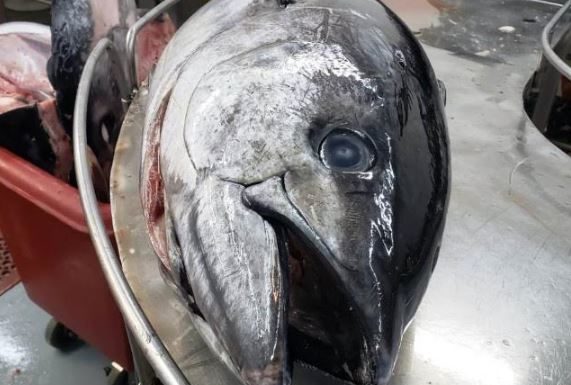 En auge se encuentra la acuacultura y maricultura de Baja California