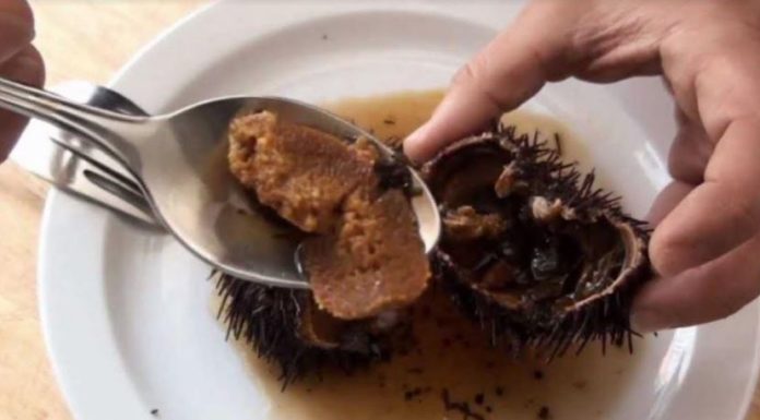 Impulsa gobierno del estado la sustentabilidad en el Erizo de Mar