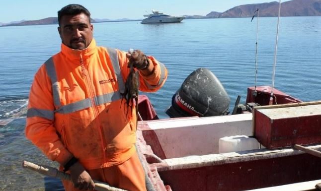Exhorta gobierno del estado a respetar la “Veda de Pulpo” de Bahía de los Ángeles