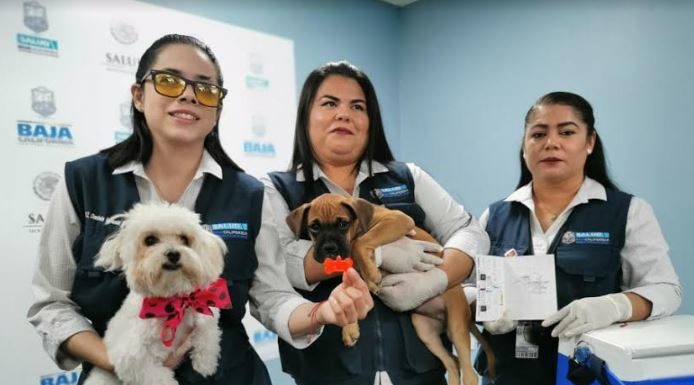 Refuerza Gob BC acciones de vacunación antirrábica