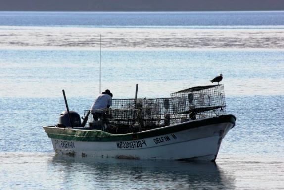 Fortalece gobierno del estado ordenamiento pesquero para cientos de familias del sur profundo de Ensenada