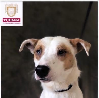 Promueve Ayuntamiento de Tijuana la “Adopción de Mascotas’’