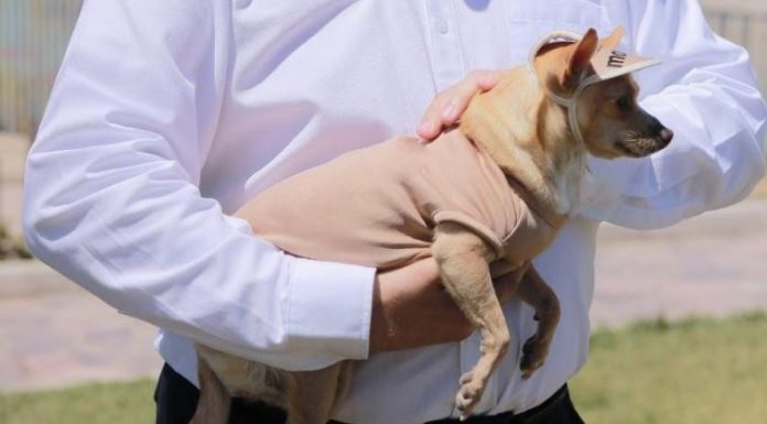 No se tolerará el maltrato animal establece Arturo González