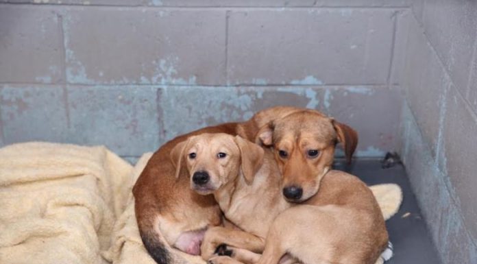 Arranca campaña “Esta Navidad Deja Huella’’