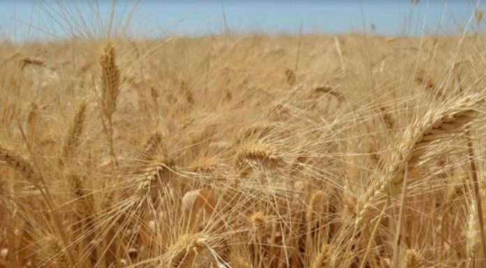 Convocan a la siembra de trigo cristalino a productores