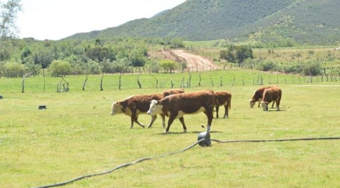 Ganaderos afectados por incendios recibirán apoyos de SCSA