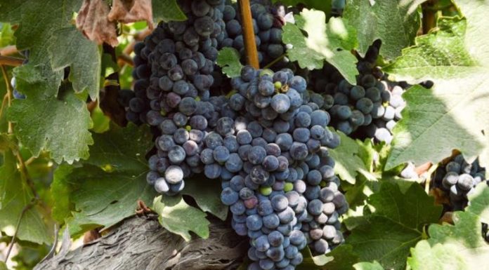 Buscan mejorar producción de Vid en BC