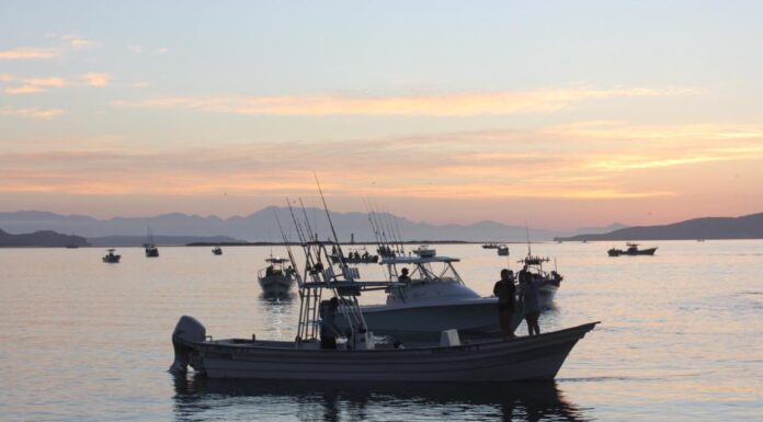 GENERA PESCA DEPORTIVA MÁS DE 387 MDP ANUALES A BC: SEPESCA