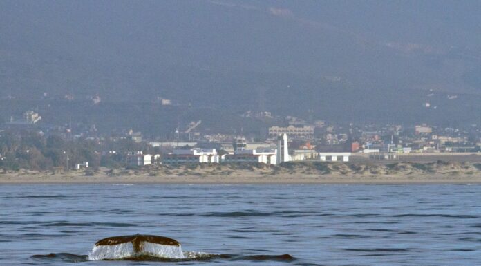 CONTINÚA EL AVISTAMIENTO DE BALLENAS EN LA BAHÍA TODOS SANTOS DE ENSENADA