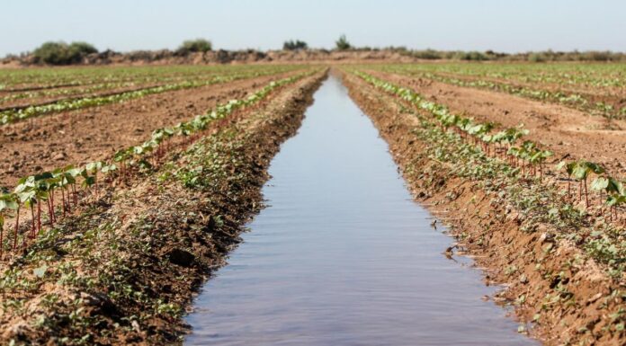 INFORMAN SOBRE CONDICIONES ÓPTIMAS PARA SIEMBRA DE ALGODÓN