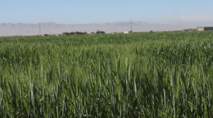 INFORMAN SOBRE ACUMULADO DE HORAS FRÍO PARA EL CULTIVO DE TRIGO