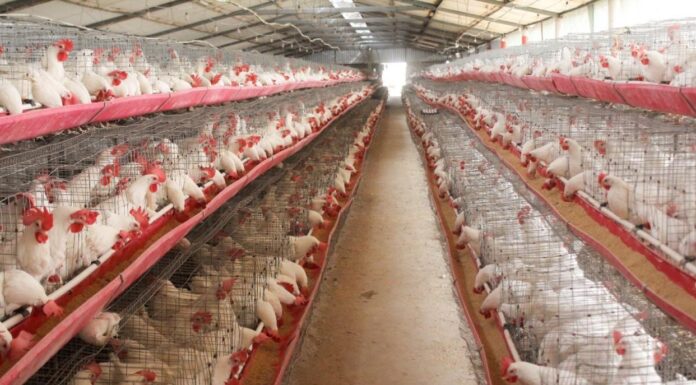 SUGIEREN REFORZAR MEDIDAS SANITARIAS EN AVES POSTURAS DE BC