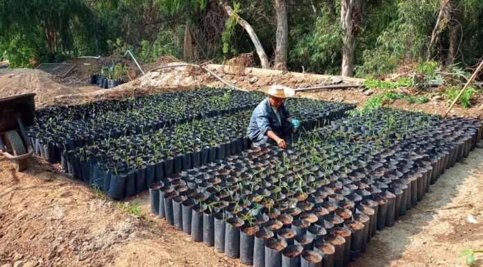 CUMPLE 32 AÑOS EL VIVERO PUNTA BANDERA DE LA CESPT