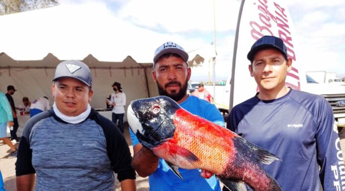 GANA CURVINA DE 36.8 LIBRAS EL TORNEO DE LA “COPA BC” EN SAN QUINTÍN