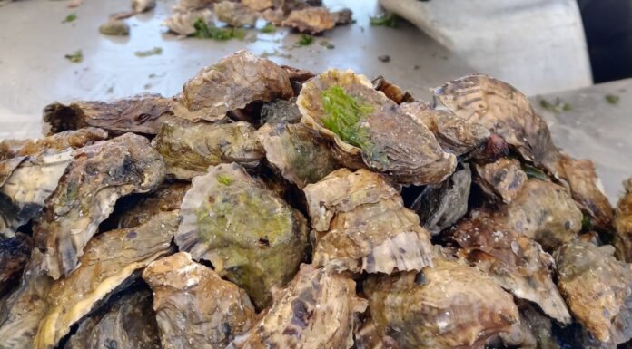 OFRECEN TALLER GRATUITO PARA CULTIVO DE OSTIÓN EN SAN FELIPE