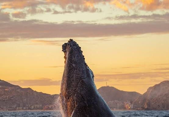 COORDINAN ACCIONES PARA LA CONSERVACIÓN DE ESPECIES EN EL MAR DE CORTÉS