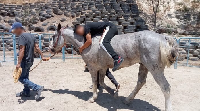 ALCALDESA DE TIJUANA REACTIVA LA EQUINOTERAPIA PARA APOYAR PROCESOS DE REHABILITACIÓN