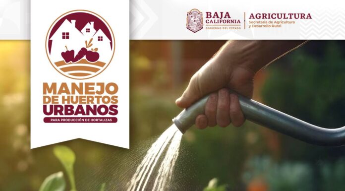 EXHORTA SADERBC A PARTICIPAR EN CAPACITACIÓN SOBRE FERTILIZACIÓN Y AGUA EN TU HUERTO DE TRASPATIO