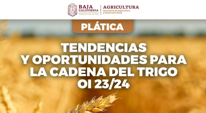 INVITA SADERBC A PLÁTICA “TENDENCIAS Y OPORTUNIDADES PARA LA CADENA DEL TRIGO EN CICLO OTOÑO-INVIERNO 2023-2024”