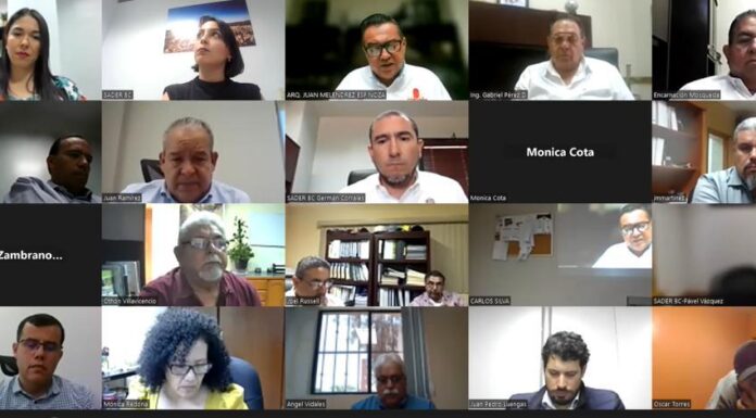 INFORMA SADERBC SOBRE CULTIVO DEL TRIGO PARA EL CICLO AGRÍCOLA OTOÑO-INVIERNO 23-24