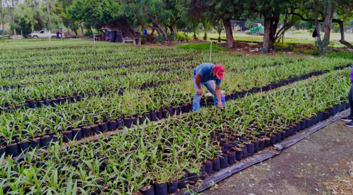 AVANZA EL PROGRAMA «SEMBRANDO VIDA» EN PARQUES DE TIJUANA