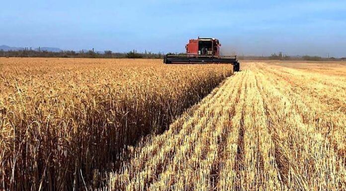 BUSCAN ALTERNATIVAS POSITIVAS DE COMERCIALIZACIÓN DEL TRIGO