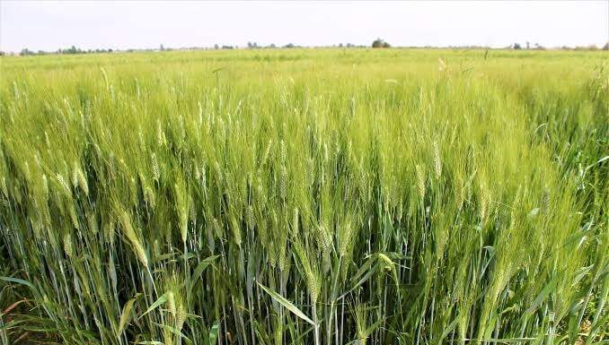 TRABAJAN MEJOR COMERCIALIZACIÓN DEL TRIGO EN EL VALLE DE MEXICALI