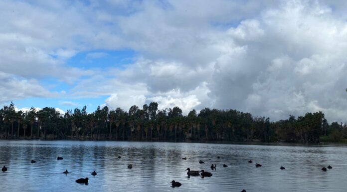 LAGO DEL PARQUE DE LA AMISTAD SE CONVIERTE EN HOGAR TEMPORAL DE AVES MIGRATORIAS