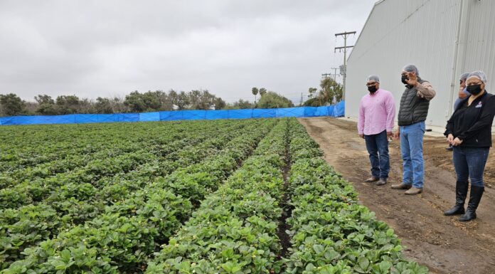 IMPULSAN CULTIVO DE FRESA EN ZONA COSTA DE BC
