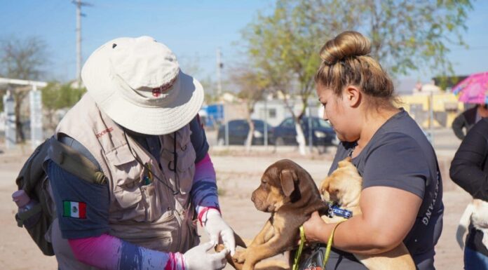 ELIMINAR GARRAPATAS EN EL HOGAR ES CLAVE PARA PREVENIR MUERTES POR RICKETTSIA