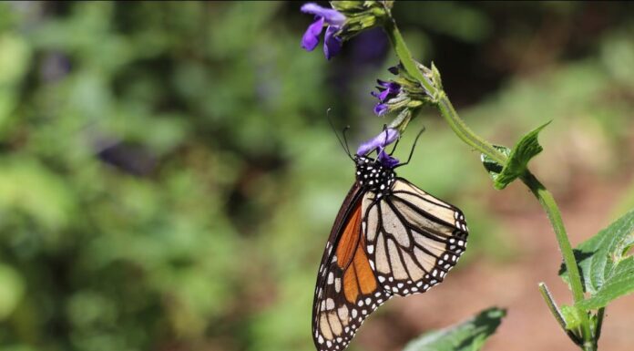 SUMA ESFUERZO NACIÓN VERDE PARA SALVAR SANTUARIO DE MARIPOSA MONARCA