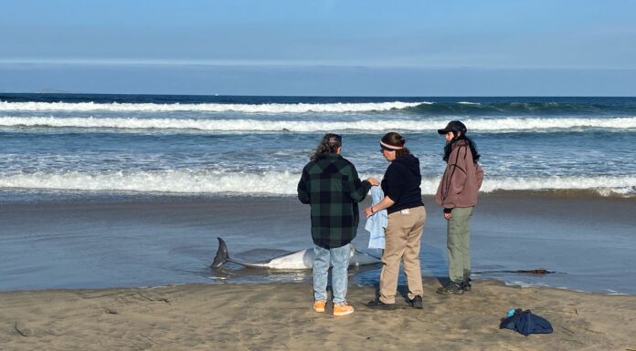 REALIZAN OPERTIVO PARA REGRESAR AL MAR A UN DELFÍN QUE SE QUEDÓ VARADO EN LA ZONA COSTERA