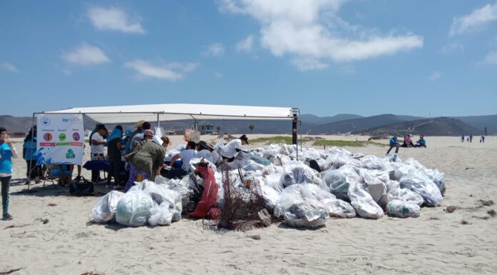 COLECTAN 7 TONELADAS DE BASURA EN LA 8° CAMINATA ECOLÓGICA DE ICU MEDICAL DE MÉXICO EN ENSENADA