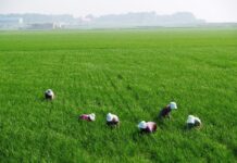 BC DESTACA POR VALOR DE PRODUCCIÓN DE FRESA, CEBOLLA Y FRAMBUESA