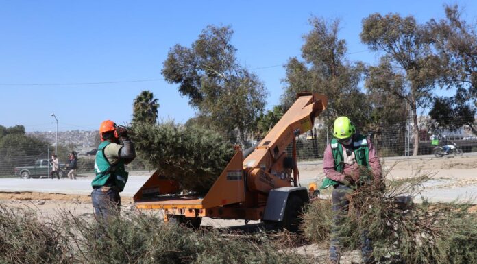 LLAMAN A CONVERTIR ARBOLITOS DE NAVIDAD EN «MUCHO MULCH»