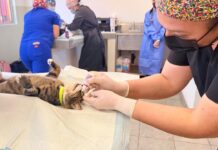 REALIZAN CAMPAÑA DE ESTERILIZACIÓN ANIMAL GRATUITA EN ROSARITO