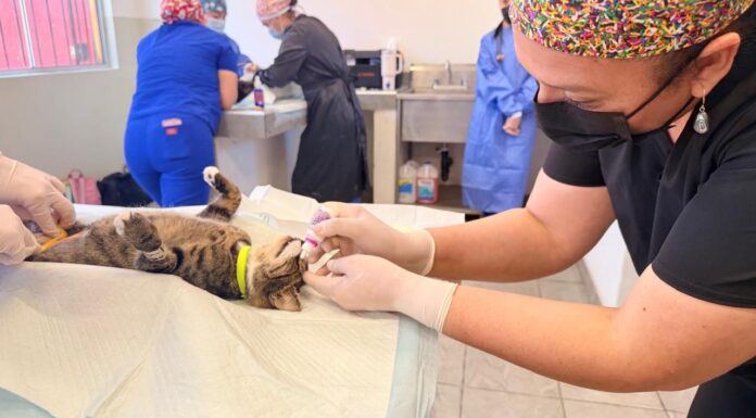 REALIZAN CAMPAÑA DE ESTERILIZACIÓN ANIMAL GRATUITA EN ROSARITO