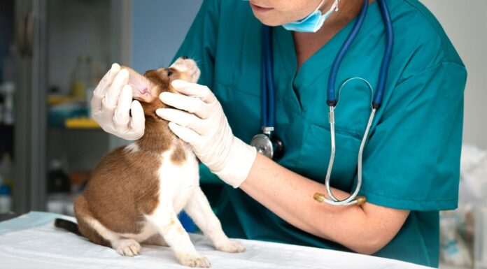 OFRECE AYUNTAMIENTO DE ENSENADA ATENCIÓN MÉDICA PARA CANES Y FELINOS POR $175.95 PESOS