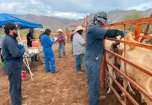 INICIA BARRIDO SANITARIO PARA FORTALECER LA VIGILANCIA CONTRA LA TUBERCULOSIS BOVINA EN BC