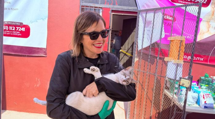 BRINDAN 10 ESTERILIZACIONES GRATUITAS PARA FELINOS Y CANINOS EN ROSARITO