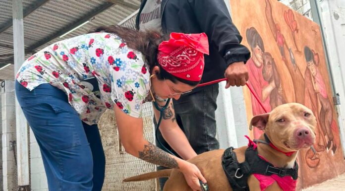 BRINDAN ATENCIÓN ESPECIALIZADA A ANIMALES QUE ESTÁN BAJO RESGUARDO MUNICIPAL EN ROSARITO