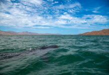 INICIA LA TEMPORADA DE NADO Y AVISTAMIENTO DE TIBURÓN BALLENA EN BAHÍA DE LOS ÁNGELES