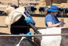 PARTICIPA SADER BC EN PROYECTO PARA FORTALECER EL CONTROL DE LA TUBERCULOSIS BOVINA