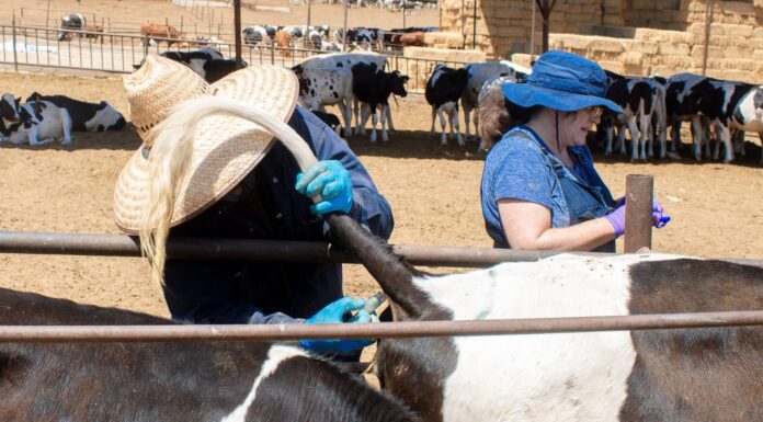 PARTICIPA SADER BC EN PROYECTO PARA FORTALECER EL CONTROL DE LA TUBERCULOSIS BOVINA