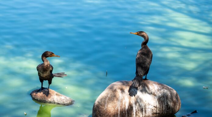 REGISTRA EL PARQUE DE LA AMISTAD LA LLEGADA DE LAS PRIMERAS PARVADAS DE AVES MIGRATORIAS A TIJUANA