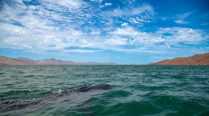 EN EL DÍA INTERNACIONAL DEL TIBURÓN BALLENA, SECRETARÍA DE TURISMO REAFIRMA SU COMPROMISO CON LA CONSERVACIÓN DE LA ESPECIE