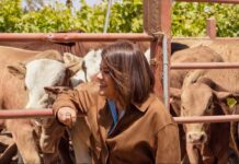 IMPULSA SADER BC EL MEJORAMIENTO GENÉTICO DEL GANADO BOVINO